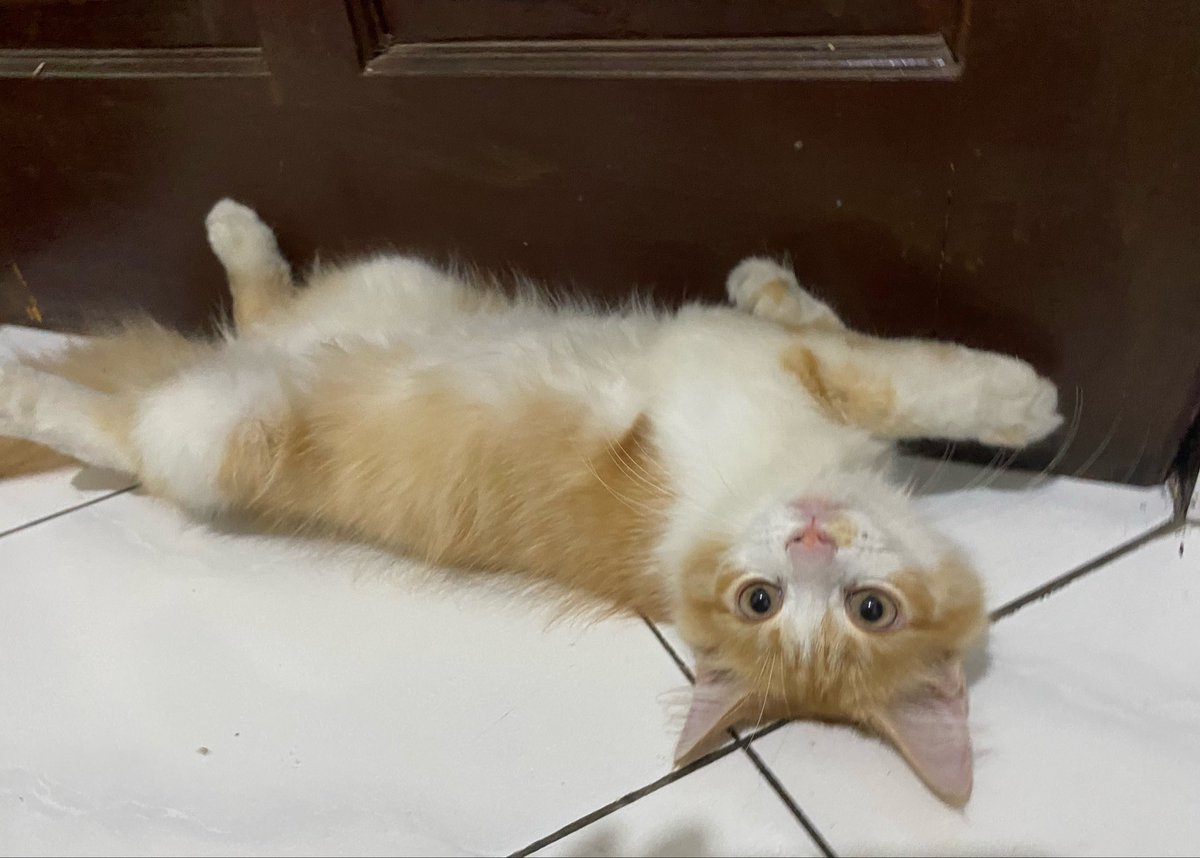 Indiramnk1's tweet photo. Ada yg minta bukain pintu dan udah pose imupp

Bukain jangann https://t.co/q6FgLYyg9X