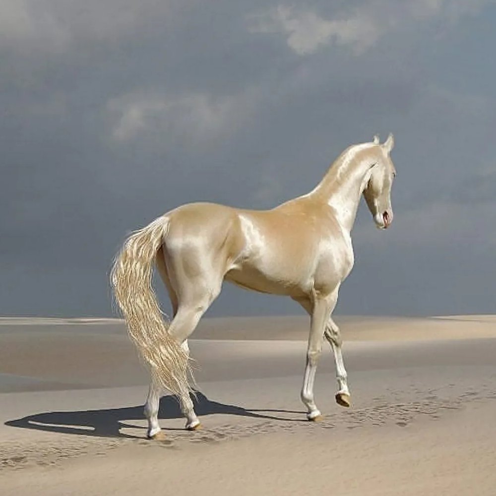 Hana_b30's tweet photo. The blinding glare of the Akhal-Teke isn’t a pigment it’s an optical hack. 

This Turkmen breed has completely hollow, translucent hair shafts that act like biological fiber-optic cables. Instead of absorbing daylight, each strand traps the sun, bends it internally, and fires it back out as liquid metal. This isn't luxury, it's desert armor. The horse wears a living mirror designed to bounce solar radiation off its skin to keep from burning alive. It doesn’t just walk through the light it weaponizes the physics of it.