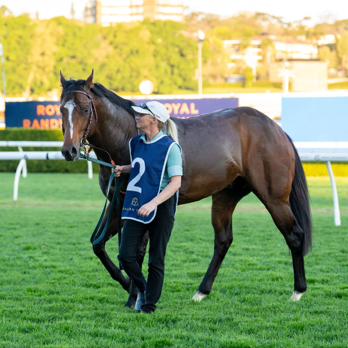 mcsmithracing's tweet photo. Golden Straand kicked his campaign off in style getting home in the last today at Randwick with Nash Rawiller on board.

The talented son of Snitzel is building an impressive record and it looks like he’s in for an exciting Spring.

Congratulations to Gerry Harvey and connections.