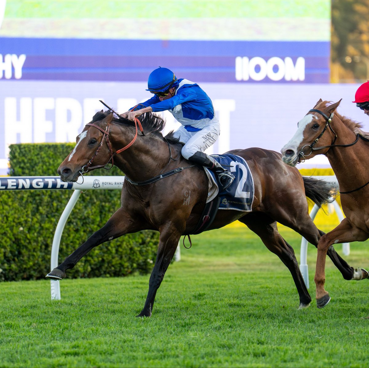 mcsmithracing's tweet photo. Golden Straand kicked his campaign off in style getting home in the last today at Randwick with Nash Rawiller on board.

The talented son of Snitzel is building an impressive record and it looks like he’s in for an exciting Spring.

Congratulations to Gerry Harvey and connections.