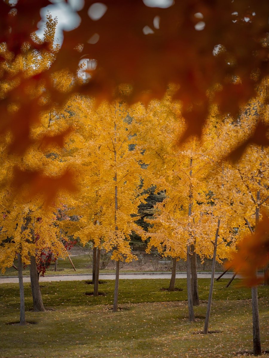 kikik479860's tweet photo. Fresh autumn air and golden leaves—coffee in hand, perfect weekend vibe ， https://t.co/HTG0CSb1HA