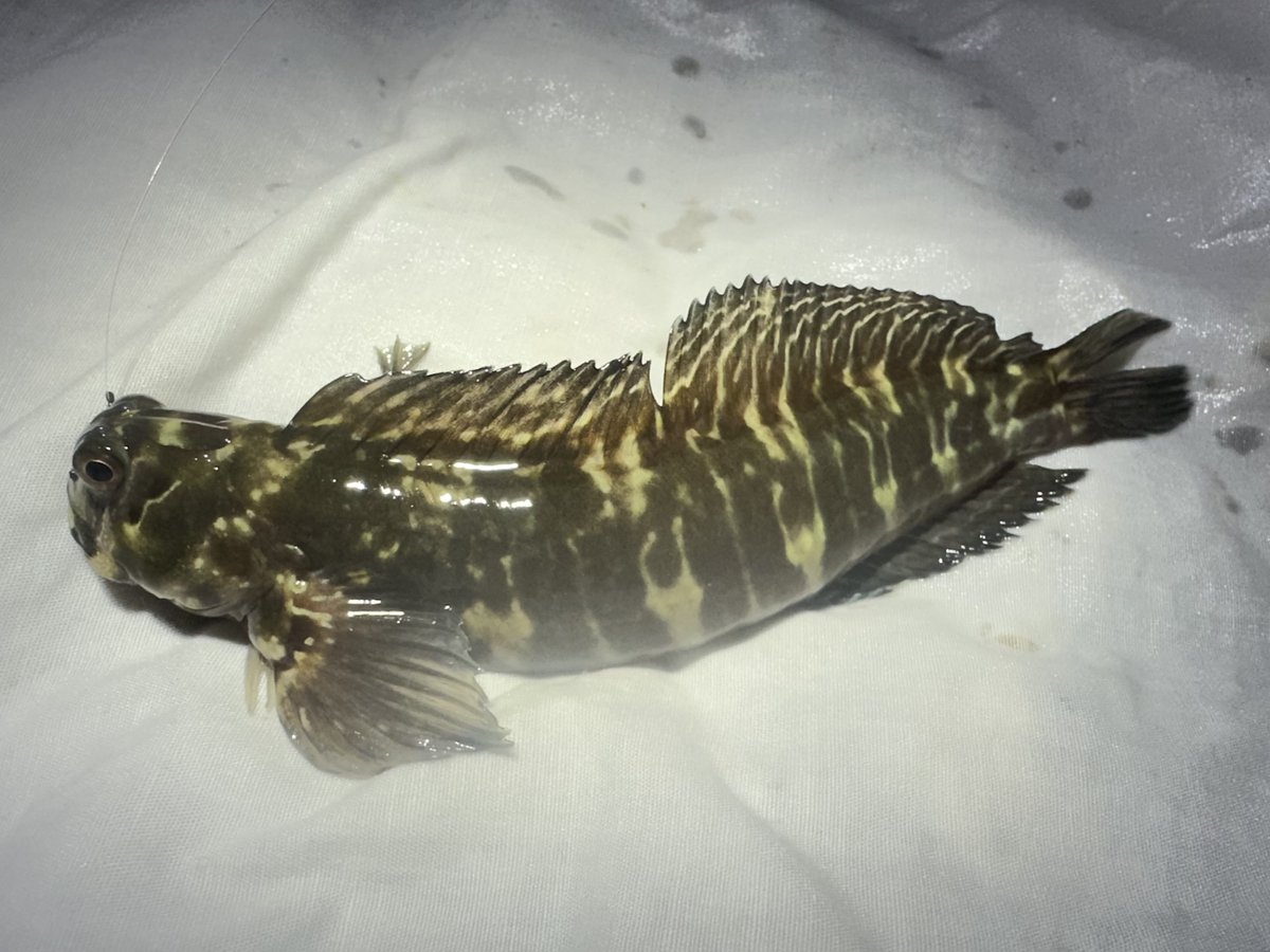 nanukazame1's tweet photo. おはようギョざいます🐠
本日の魚は【カエルウオ】 https://t.co/Oe2i3UvPAm