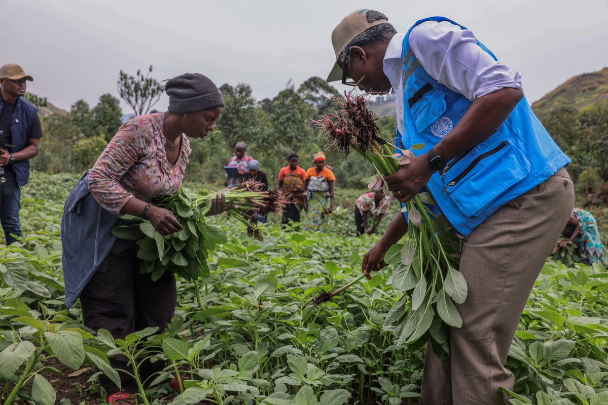 DamienMama's tweet photo. Je viens d’achever une visite de 3 jours à #Goma et #Bukavu, qui m’a permis d’écouter les acteurs humanitaires, les communautés affectées et plusieurs interlocuteurs.

Avec le leadership de l’AFC/M23, mes échanges ont porté sur les enjeux humanitaires, notamment la nécessité de faciliter l’accès aux populations affectées et de lever toute entrave au mouvement des acteurs humanitaires dans les zones sous leur contrôle.

Dans le territoire de Masisi, j’ai rencontré des familles retournées dans leurs communautés. Grâce au Fonds Humanitaire géré par @UNOCHA_DRC, la @FAORDCongo a distribué des semences et des kits agricoles d’urgence à 8000 ménages retournés afin de renforcer leur sécurité alimentaire.

À #Sake, j’ai visité un projet de protection et de réinsertion socioéconomique en faveur des femmes retournées, mis en œuvre par la Coopérative agropastorale #TUUNGANA avec le soutien du @PNUDRDC. 

J’ai également visité l’hôpital HEAL Africa soutenu par  @UNFPARDC la prise en charge des fistules obstétricales et les soins et services destinés aux survivantes de violences basées sur le genre.

Je repars de cette région avec la conviction suivante: les besoins humanitaires restent considérables; Il faut davantage de financements pour sauver des vies et renforcer la résilience des communautés; et il est crucial de garantir un accès humanitaire sans entrave.

Mais surtout, les populations que j’ai rencontrées aspirent à une chose fondamentale : une #paix durable.

Cap sur #UVIRA….