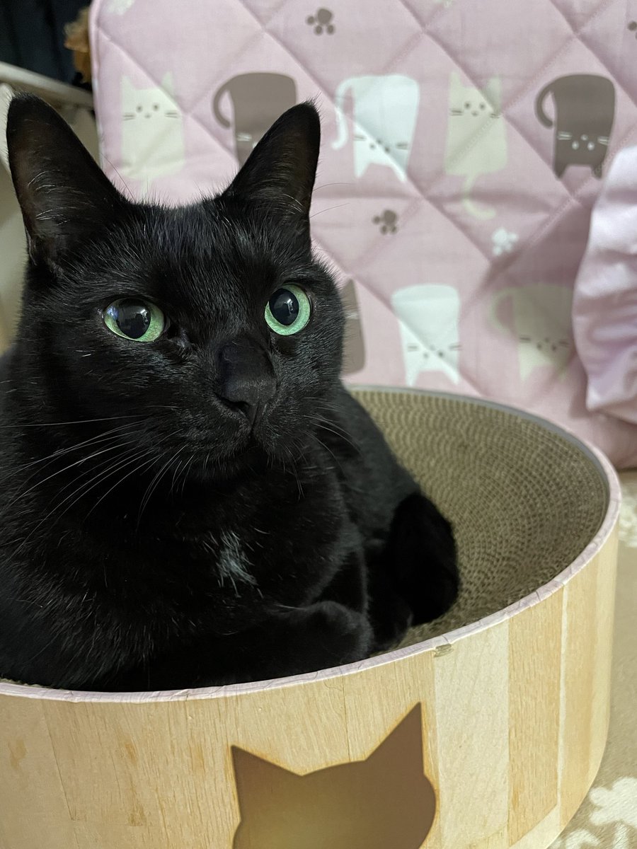 tokiosudako's tweet photo. どっしり猫🐈‍⬛ https://t.co/lLXHDmHaI1