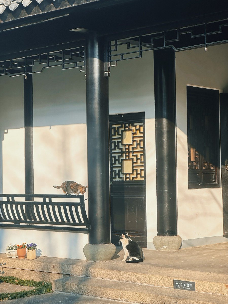 richar1demily6's tweet photo. Just caught this random street moment — a small cat curled up on a sun-warmed store step, while a bike bell rang past in the background. City vibes hit different when you slow down.， https://t.co/LUGD3SMzDe