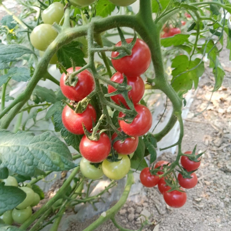 gaya21andIce's tweet photo. Just tried the new organic cherry tomatoes from the local farmers’ market—burst with sweet juice, zero aftertaste, and packed with freshness! Perfect for salads or a quick snack https://t.co/i1NDCN4fgw
