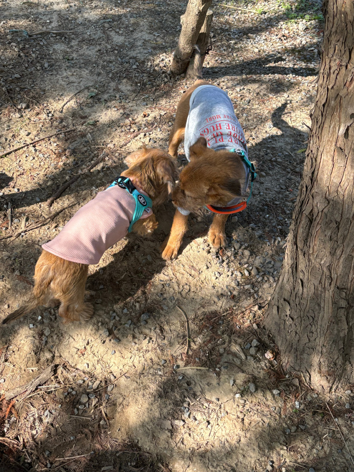 Pennysaver77's tweet photo. Watch our little fluffy pup go from wobbly peanut to zooming sunshine—1 year of pure chaos and cuddles, can’t get enough of this growing sweet potato! https://t.co/xzYzkOTpV6