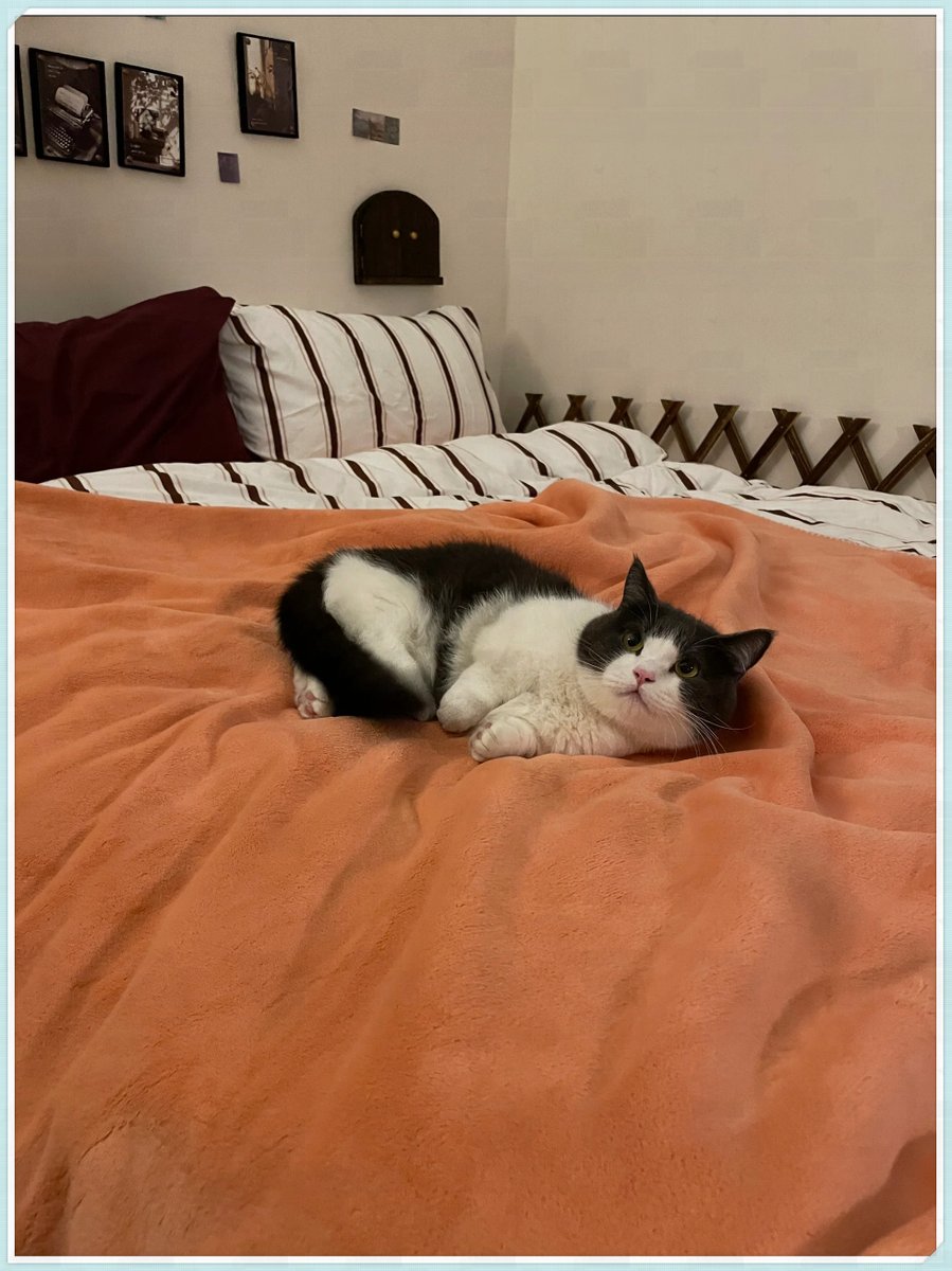 BlancheConsorti's tweet photo. Mis gatos juegan sobre las mantas calentitas mientras preparo café en la cocina de mi casa.， https://t.co/BBRAgL4KYw