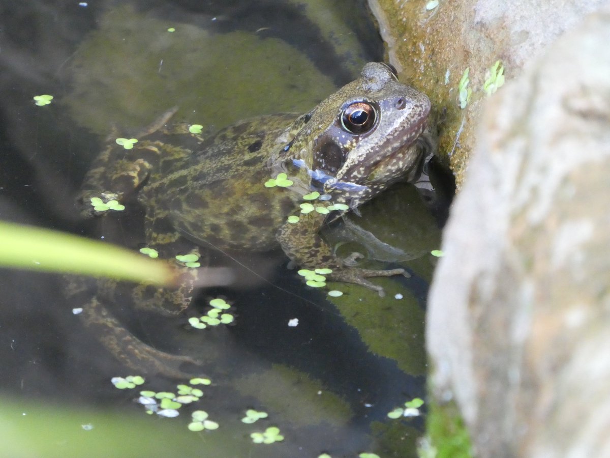 SartorialThug's tweet photo. I built my pond in April and today I have my first frog. This might sound stupid to some people but I can't quite express how happy this makes me. https://t.co/OD84O37bIP