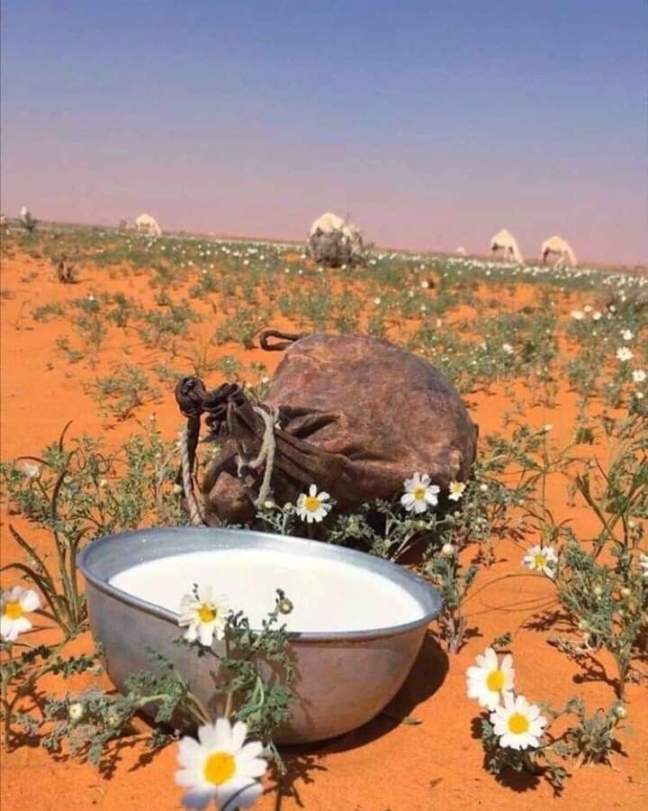 FineNajy's tweet photo. في قلب الصحراء الموريتانية، تتناغم الرمال مع السماء في مشهد يأسر العين، وتمنح الكثبان المكان سحرًا هادئًا يعكس جمال الطبيعة الموريتانية. https://t.co/NAjRwkV0CK
