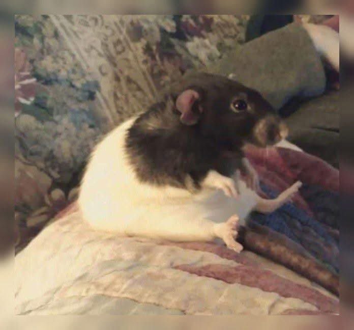 RatInControl's tweet photo. a dad on a sunday afternoon https://t.co/6qoskSkDn3