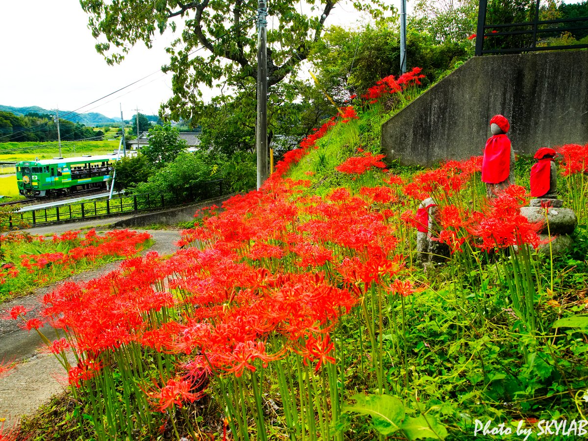 tyupichan's tweet photo. 今日のJR水郡線の風景です。「風っこ奥久慈号」（キハ48形改　びゅうコースター風っこ）が運転されました。
彼岸花が美しく咲き誇る沿線でお出迎え。サルスベリも美しい季節。上りは通過直前からの大雨でしたが，蕎麦が綺麗な雨の風景でした。 https://t.co/T5SZNSuviy