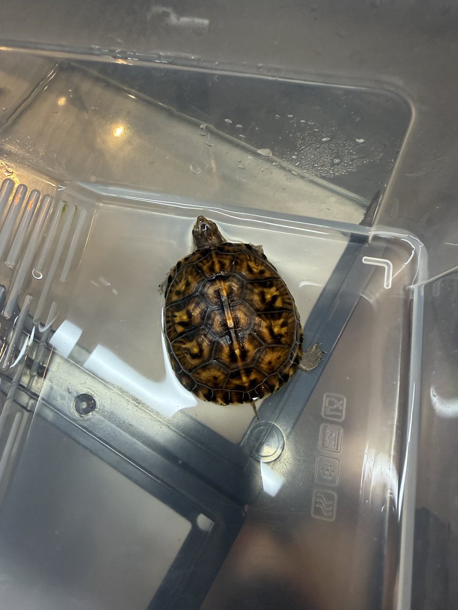 K_slash1982's tweet photo. ２５cbトウブハコガメ🐢

イエロー血統

販売致します🐢

ＴＳＤ♀ですがどの個体も柄が出始めていて綺麗です🤩 https://t.co/2SKkBWsB4u
