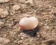 RyugaZX_'s tweet photo. @monsterhunter Im calling it the khezu jellybean and nobody will stop me https://t.co/TfozKl6ktf
