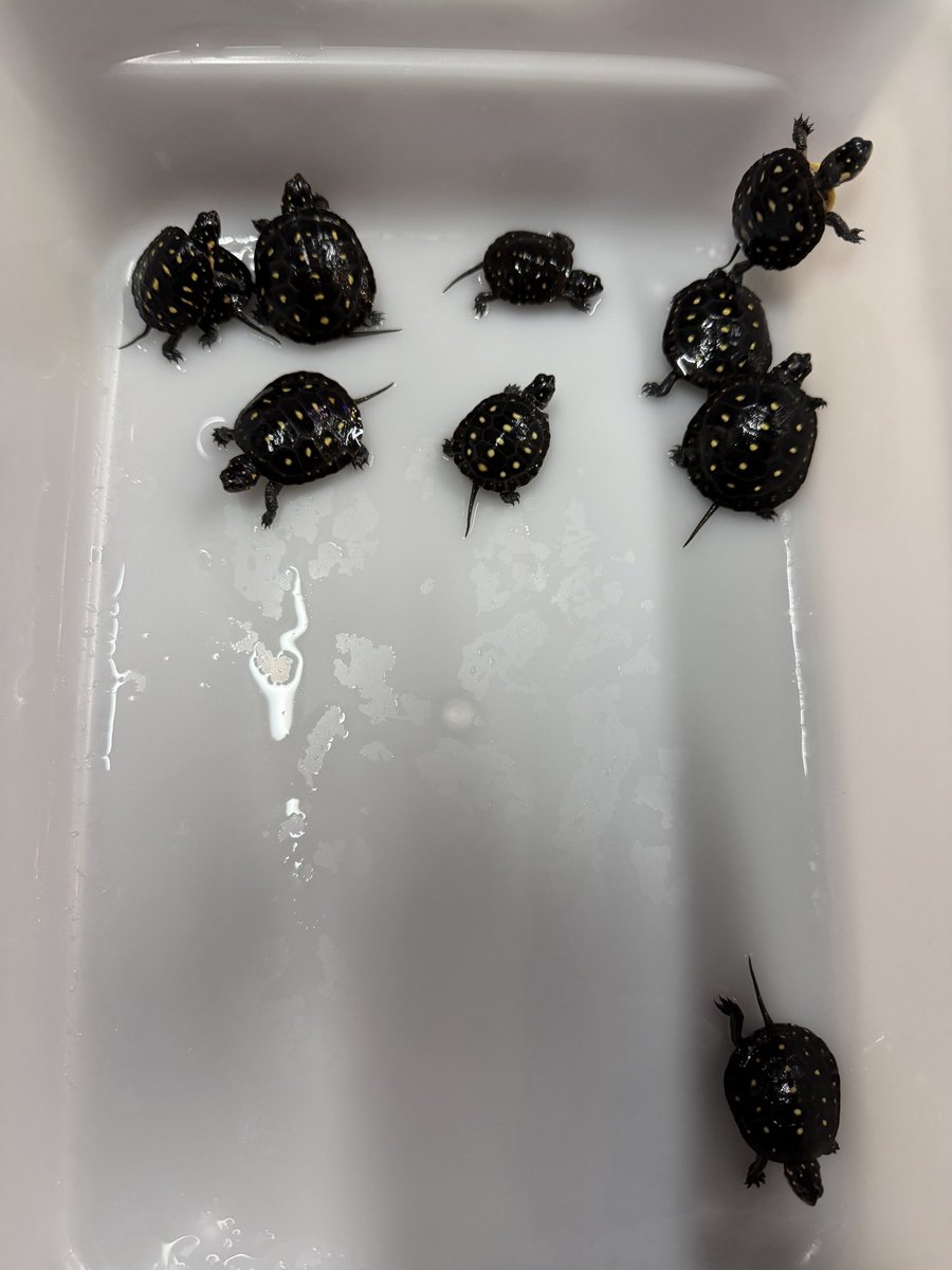 K_slash1982's tweet photo. キボシイシガメ🐢

スーパーパステル♂✖️ノーマルクサガメ🐢

２５cbミツユビハコガメ当店ブリード🐢

販売致します😍 https://t.co/COBExWLPum