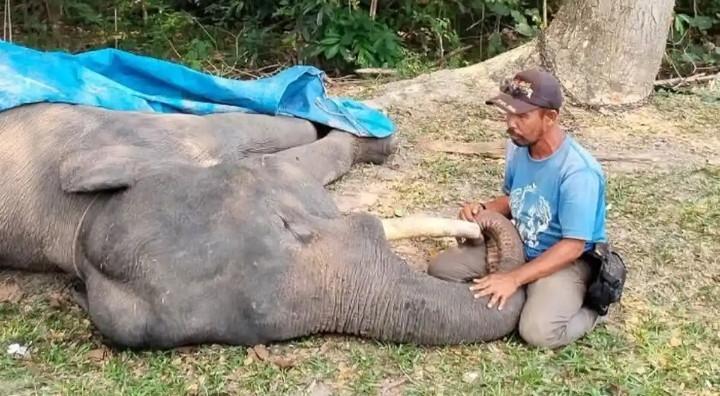jakpost's tweet photo. Tame Sumatran elephant dies in Riau, 13th this year - Archipelago - The Jakarta Post #jakpost https://t.co/9w2tqarb0g https://t.co/DqgbbUR5sG