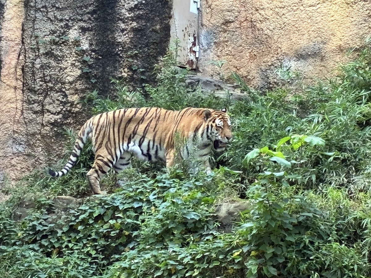 kira_tukurus's tweet photo. ①9月17日
あさみさん🌸神様方にお話をいただき、
多摩動物公園に動物さんの課題で行きました。

小さい頃はよく行っておりましたが、
東京に来て初めていきました！

見てどんな感じがするか
見た目の感じ、思ったこと、
行動を観察しノートに書いていく。 https://t.co/qCXVPT14ng