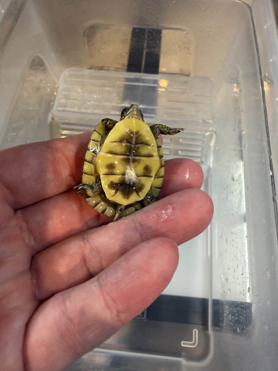 K_slash1982's tweet photo. 当店ブリードミツユビハコガメ🐢

こちら今年は１匹のみ販売になります。

当方の管理不足により今年のベビーが取れなかったのでご容赦ください。

多甲ですが、人工餌餌付いております。 https://t.co/5DBfQVluRm