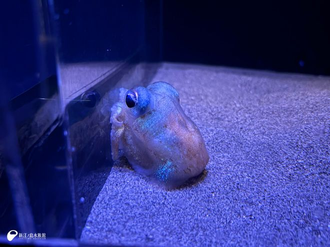 enosui_com's tweet photo. 深海Ⅰで展示中のボウズイカ🦑

砂に潜っていることも多く、
ぽこっと盛りあがった
小さな砂山の上を見ると…
丸い目だけを出しています👀

「目をこらして探した先で、
きっとつぶらな瞳と目が合うはずです」

ボウズイカのかくれんぼ | えのすいトリーター日誌
https://t.co/U4fAXx9AEB https://t.co/dRrgo40rAy