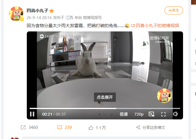 luomen6's tweet photo. 因为食物分量太少而大发雷霆，把碗打破的兔兔…… https://t.co/QmyaL0Yu45
