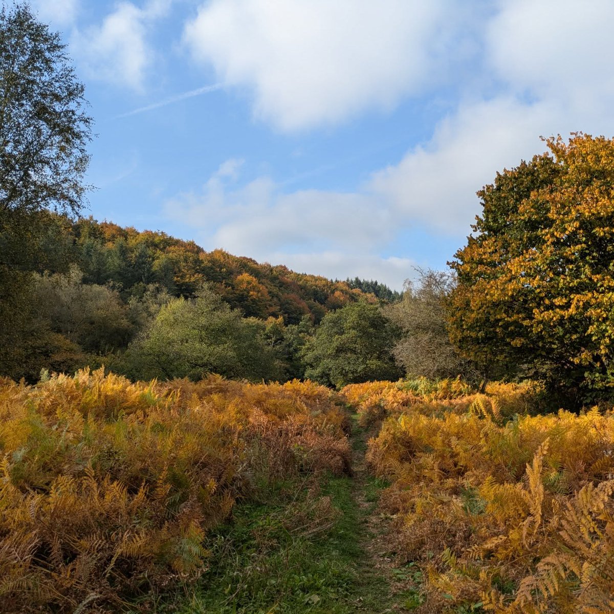 FredericAncrum's tweet photo. A mushroom-filled walk https://t.co/uk3lHC5KTJ