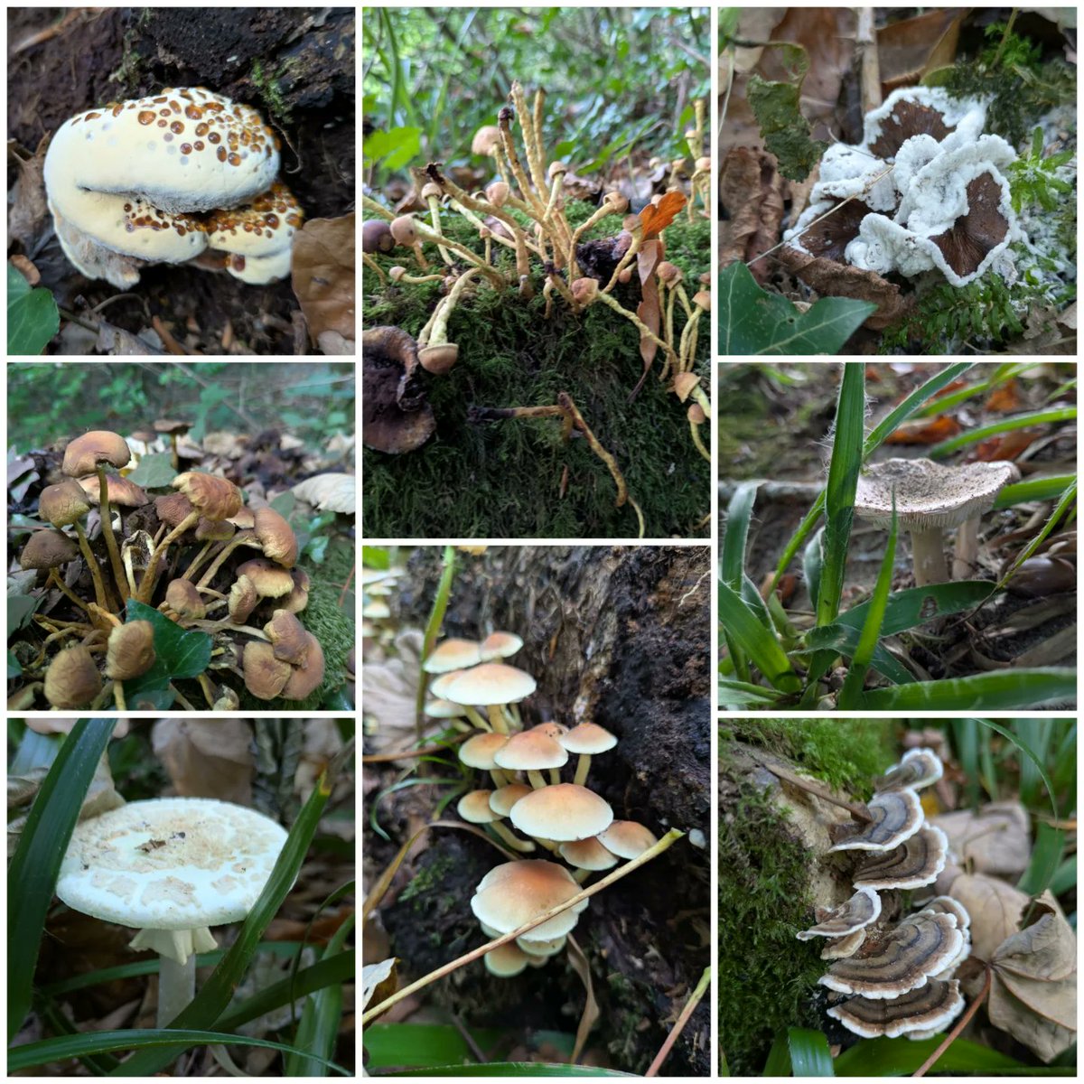 FredericAncrum's tweet photo. A mushroom-filled walk https://t.co/uk3lHC5KTJ
