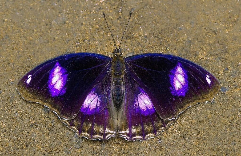 l4venderbloom's tweet photo. 🦋💜 https://t.co/cB0Qcx1nKo