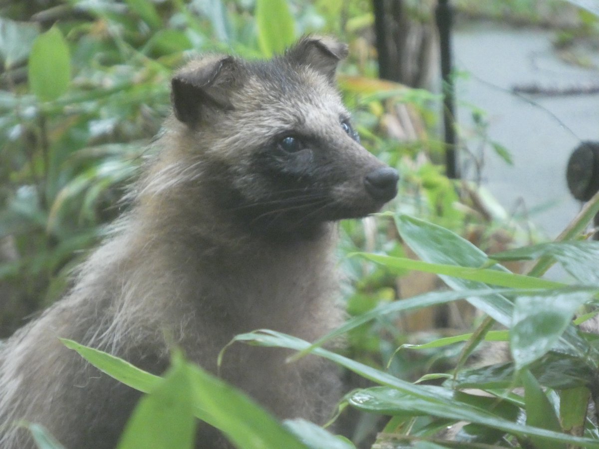 animal_love3d's tweet photo. 土砂降りの雨後
シルエットすっきりな正吉パパ
#八木山動物園 #ホンドタヌキ #正吉 https://t.co/dl5fPTfVwH