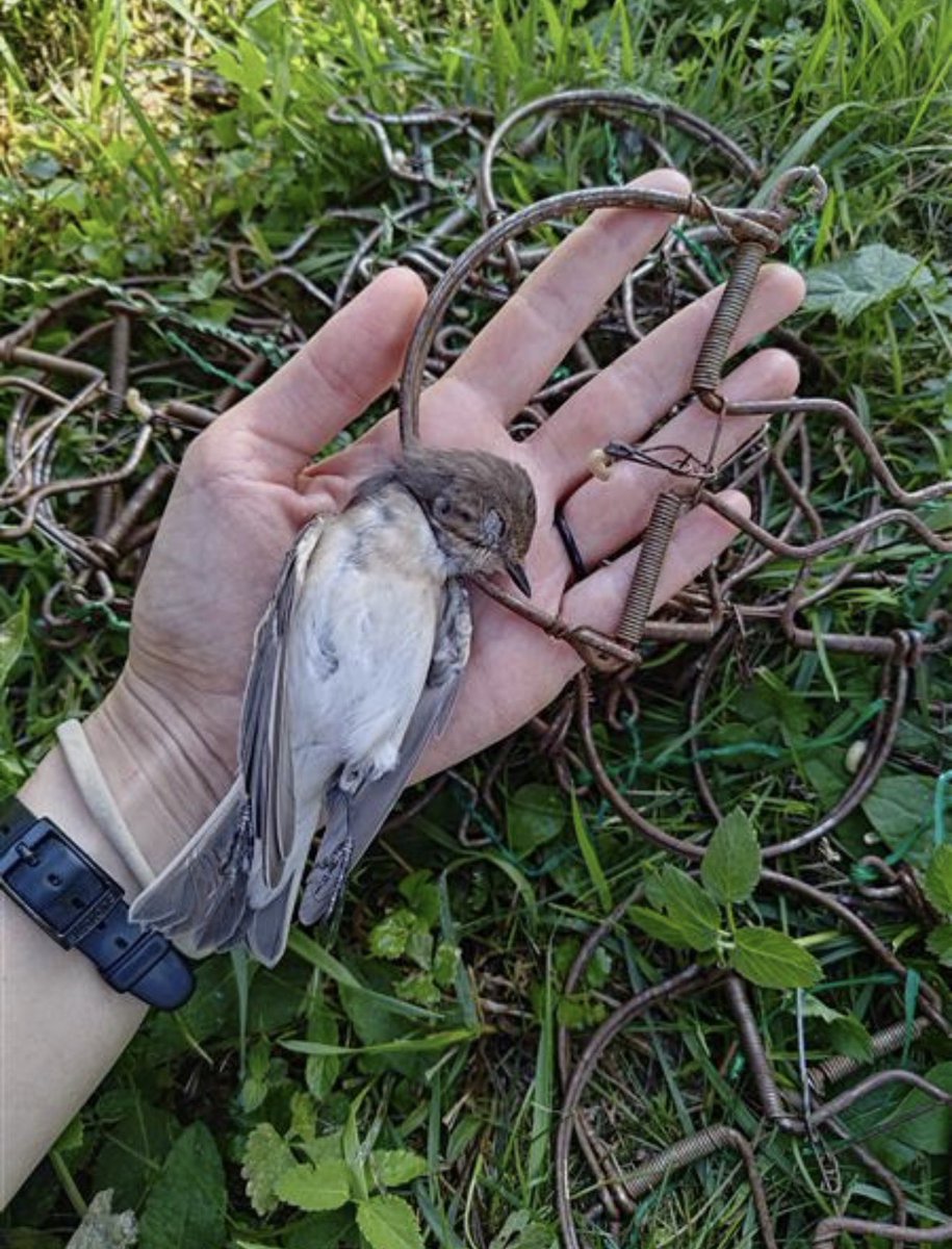 CABS_REPORTS's tweet photo. Big win for migratory birds in the Italian Alps!

Working with local authorities, CABS teams caught 9 poachers and removed 560+ illegal traps, 19 nets &amp; 3 decoys between Lake Iseo and Lake Garda.

Marking our best late-summer result in the area yet ! https://t.co/mgDMeUhDbr