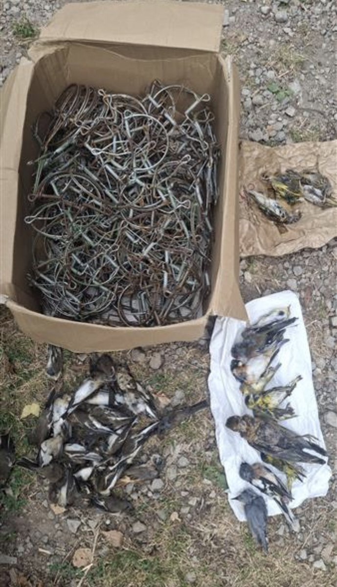 CABS_REPORTS's tweet photo. Big win for migratory birds in the Italian Alps!

Working with local authorities, CABS teams caught 9 poachers and removed 560+ illegal traps, 19 nets &amp; 3 decoys between Lake Iseo and Lake Garda.

Marking our best late-summer result in the area yet ! https://t.co/mgDMeUhDbr