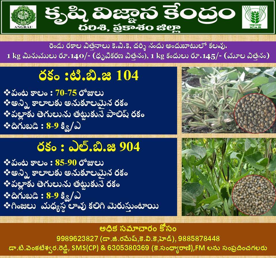 DarsiKvk's tweet photo. Seed available for sale at KVK, Darsi, Prakasam District https://t.co/6azcB3gYuw