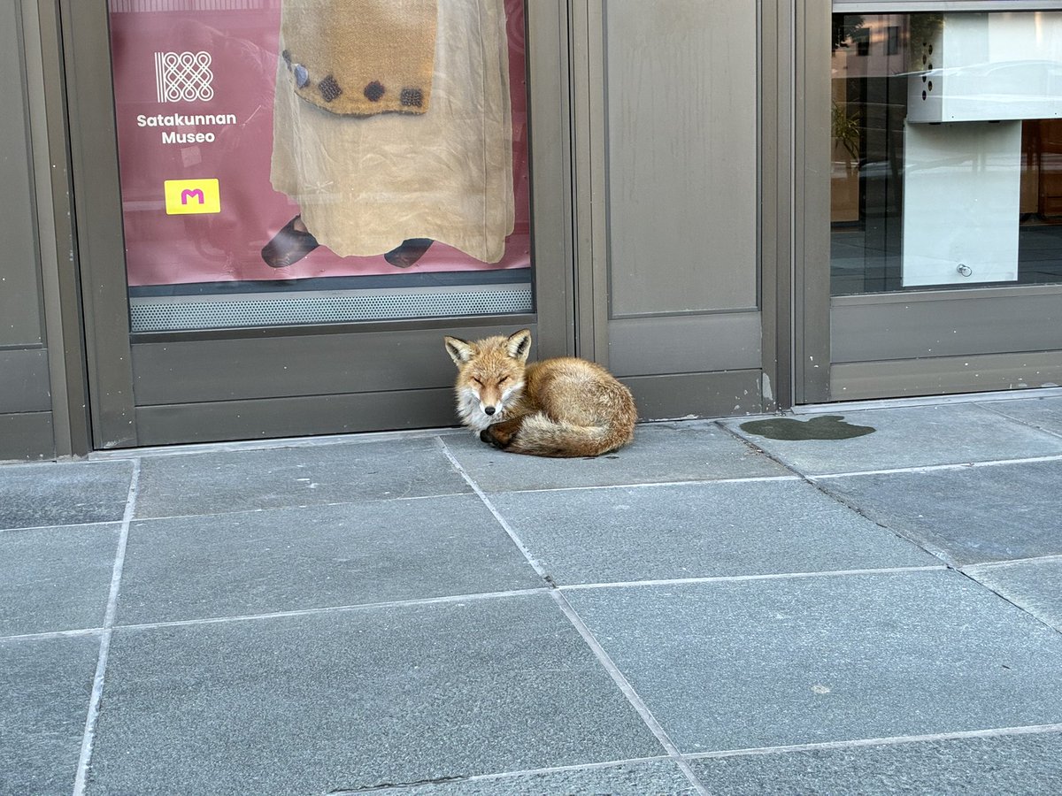 minnaliisas's tweet photo. Eräänä aamuna museon ovella jonotettiin. 🦊 

Vähän pohdiskelimme mikä meininki, onko kaikki hyvin? Lopulta hän oli kuulemma lähtenyt reippaana tallusteleemaan teatterin suuntaan. Perjantaina aamulla ennen kahdeksaa sitä on uninen itse kukin. https://t.co/tuYFGVX7VF