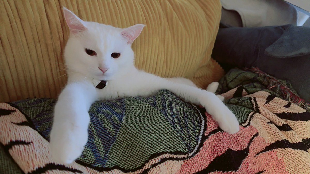 sbotokmr's tweet photo. 昼寝から起きたら飼い主のケツとソファに挟まって一緒に寝てた https://t.co/Lp5rN9klOZ
