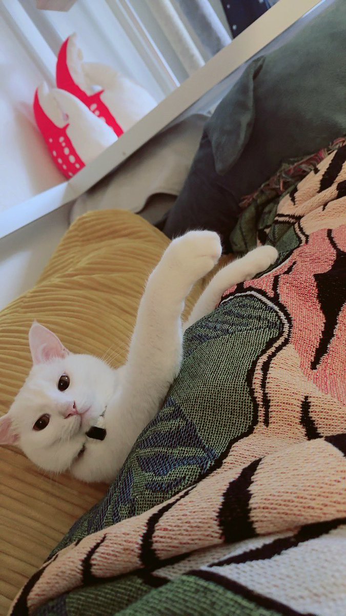 sbotokmr's tweet photo. 昼寝から起きたら飼い主のケツとソファに挟まって一緒に寝てた https://t.co/Lp5rN9klOZ