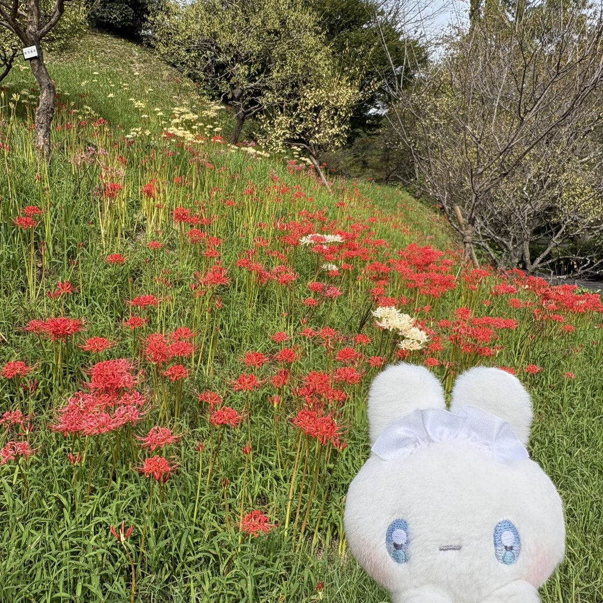 lenz_migi's tweet photo. フラワーパークに行ってきました🚗³₃
#はままつフラワーパーク 
#ぬい活 
#ぬい撮り https://t.co/836hqo0BgU