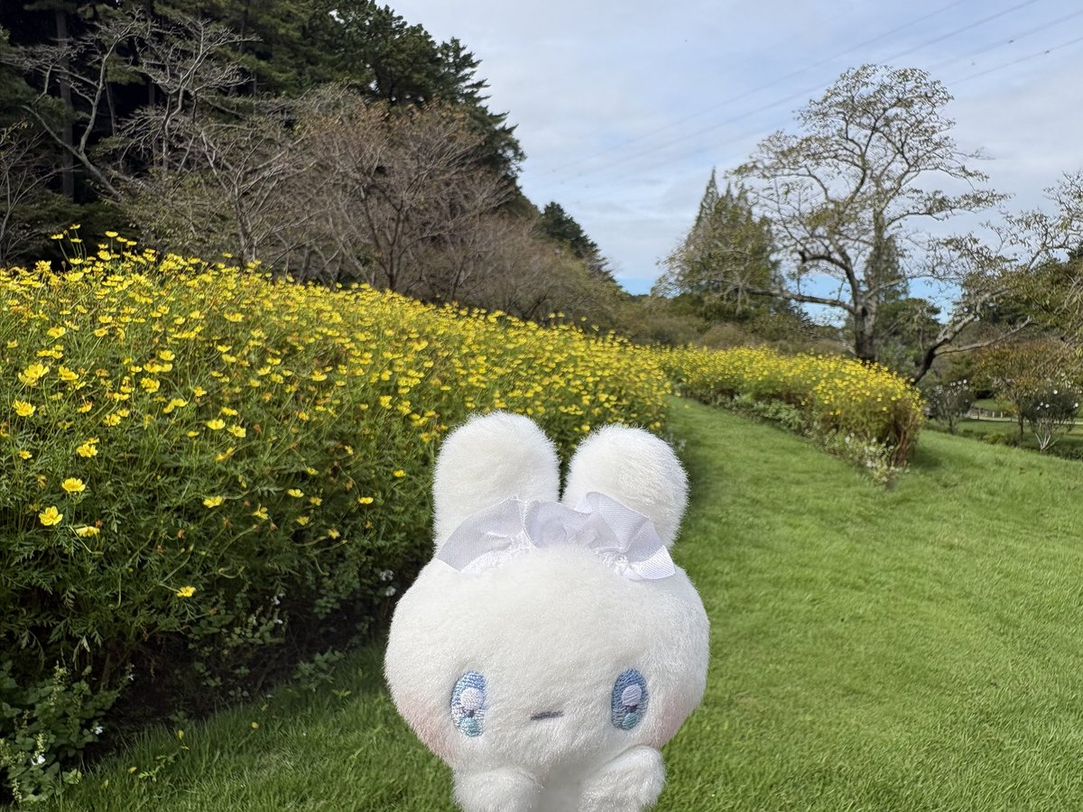 lenz_migi's tweet photo. フラワーパークに行ってきました🚗³₃
#はままつフラワーパーク 
#ぬい活 
#ぬい撮り https://t.co/836hqo0BgU