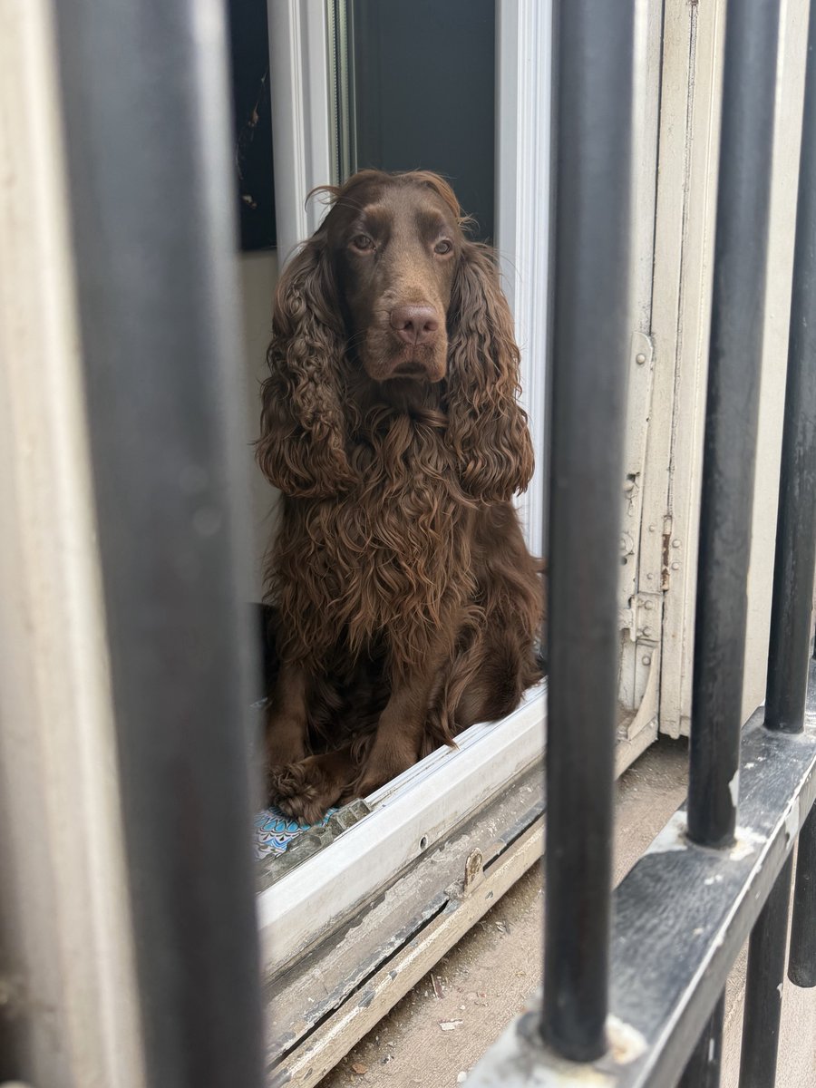okijiarom's tweet photo. パリの犬、おしゃれ https://t.co/df8AILDokR
