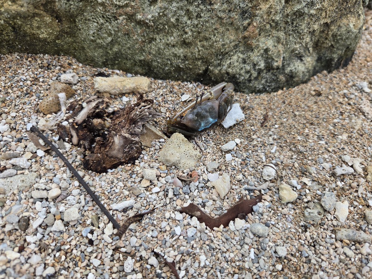 ryuiki_lab's tweet photo. 研究と関係ないけど色々みれたものを放流���流石、西表島！ https://t.co/fKqHyJvJX0