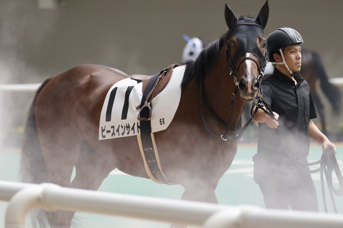 akink0_096's tweet photo. カメラマン@ex_machina_z 
素敵な写真ありがとう🐴✌️💕
今日はピースくん見るのに集中したかったからたくさん写真撮ってもらえて助かった🥹
一緒に応援してくれた皆様もありがとうございました😊 https://t.co/kem6yEbsLl