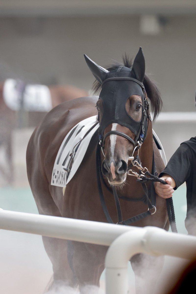 akink0_096's tweet photo. カメラマン@ex_machina_z 
素敵な写真ありがとう🐴✌️💕
今日はピースくん見るのに集中したかったからたくさん写真撮ってもらえて助かった🥹
一緒に応援してくれた皆様もありがとうございました😊 https://t.co/kem6yEbsLl