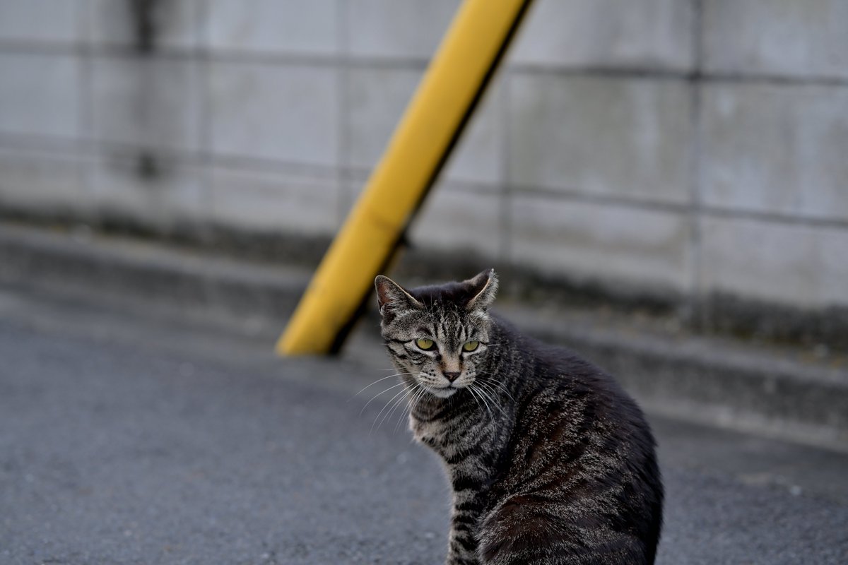 MULTIS1100S's tweet photo. 蒲田本町にて
Nikon Zf  NIKKOR Z 85mm f/1.8 S
#Nikon #NikonZf #猫写真 https://t.co/Tfmxku2IxT