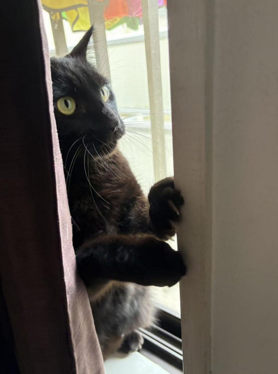 NekoLogsJP's tweet photo. 手機裡還有好多 NeKo 的照片。

這幾張是牠剛來家裡那幾天拍的。
那時候牠總想躲起來，我偏不讓牠如意，非要偷拍牠。
最後一張一副生無可戀的樣子。
大概是真的拿我這個主人沒辦法了。 https://t.co/lF1kXbI1XY