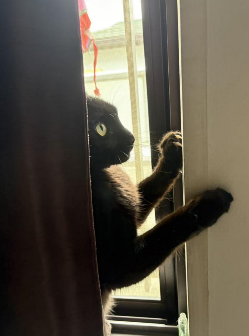 NekoLogsJP's tweet photo. 手機裡還有好多 NeKo 的照片。

這幾張是牠剛來家裡那幾天拍的。
那時候牠總想躲起來，我偏不讓牠如意，非要偷拍牠。
最後一張一副生無可戀的樣子。
大概是真的拿我這個主人沒辦法了。 https://t.co/lF1kXbI1XY