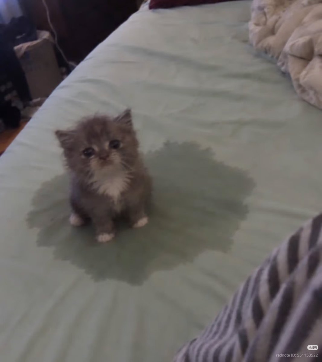nocontextscats's tweet photo. He peed himself 😭 https://t.co/Zu6lwSkpT1