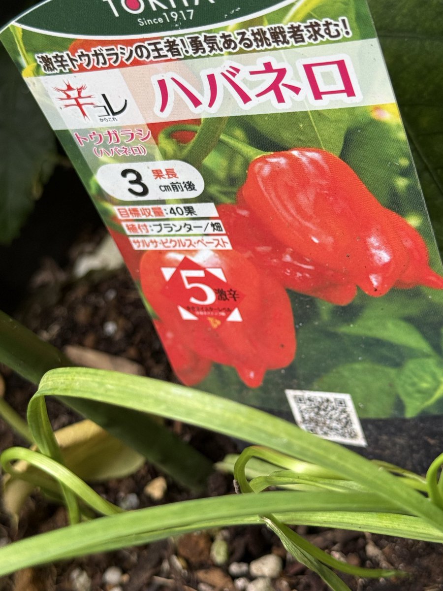 okko4126's tweet photo. ハバネロが実を結んできた。 https://t.co/tCJulH9kFm
