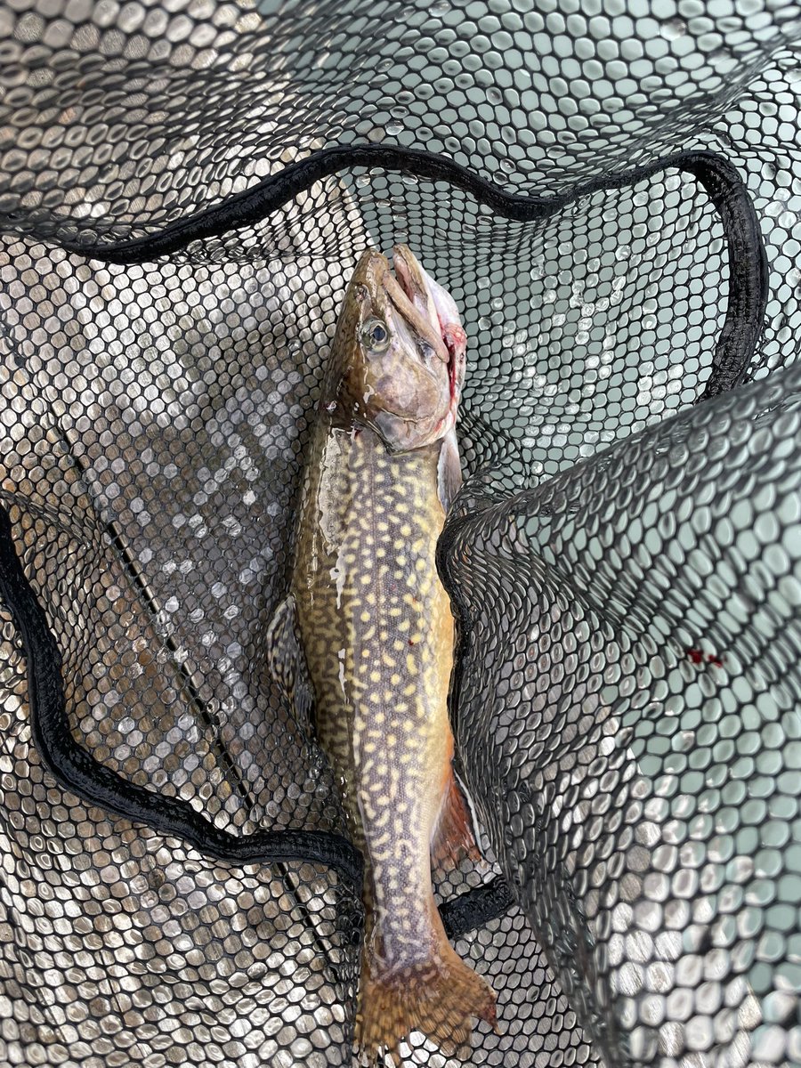 110habusa's tweet photo. 湯ノ湖トラウトフィッシングフェスタに入賞された皆様おめでとう御座います。私は泣きのアフターで、なんとか1本絞り出して終了しましたW
#湯ノ湖
#ijetLink https://t.co/drNfB2LNKy