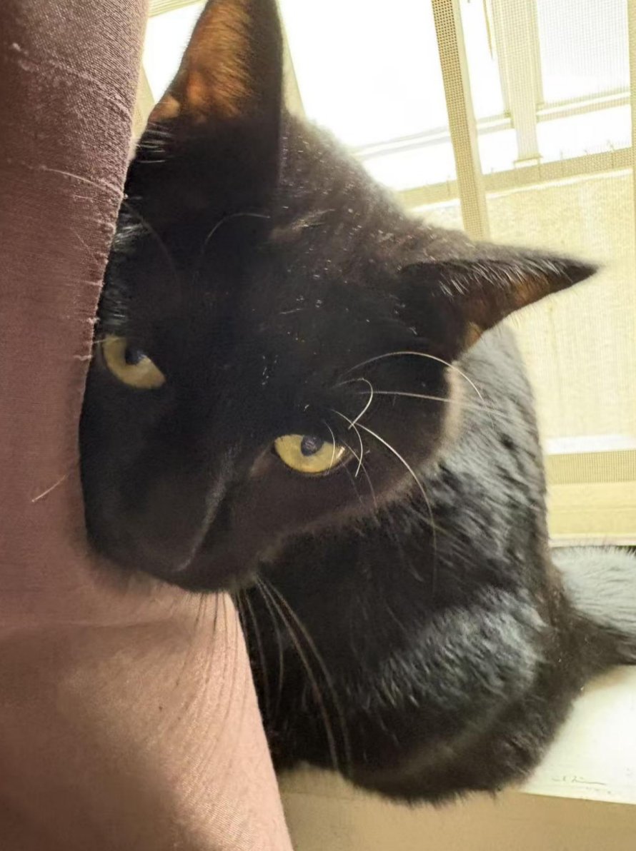NekoLogsJP's tweet photo. 手機裡還有好多 NeKo 的照片。

這幾張是牠剛來家裡那幾天拍的。
那時候牠總想躲起來，我偏不讓牠如意，非要偷拍牠。
最後一張一副生無可戀的樣子。
大概是真的拿我這個主人沒辦法了。 https://t.co/lF1kXbI1XY