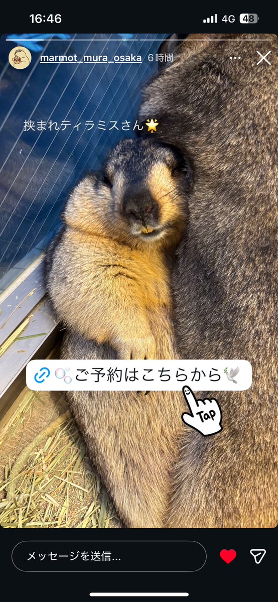 tamarmot_'s tweet photo. んぎゃあああああああああああ

#マーモット村大阪 https://t.co/EdTYCqrpSk