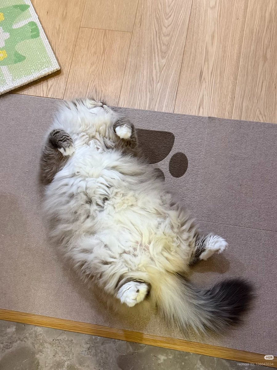 nocontextscats's tweet photo. floff https://t.co/dNKKdttFrW