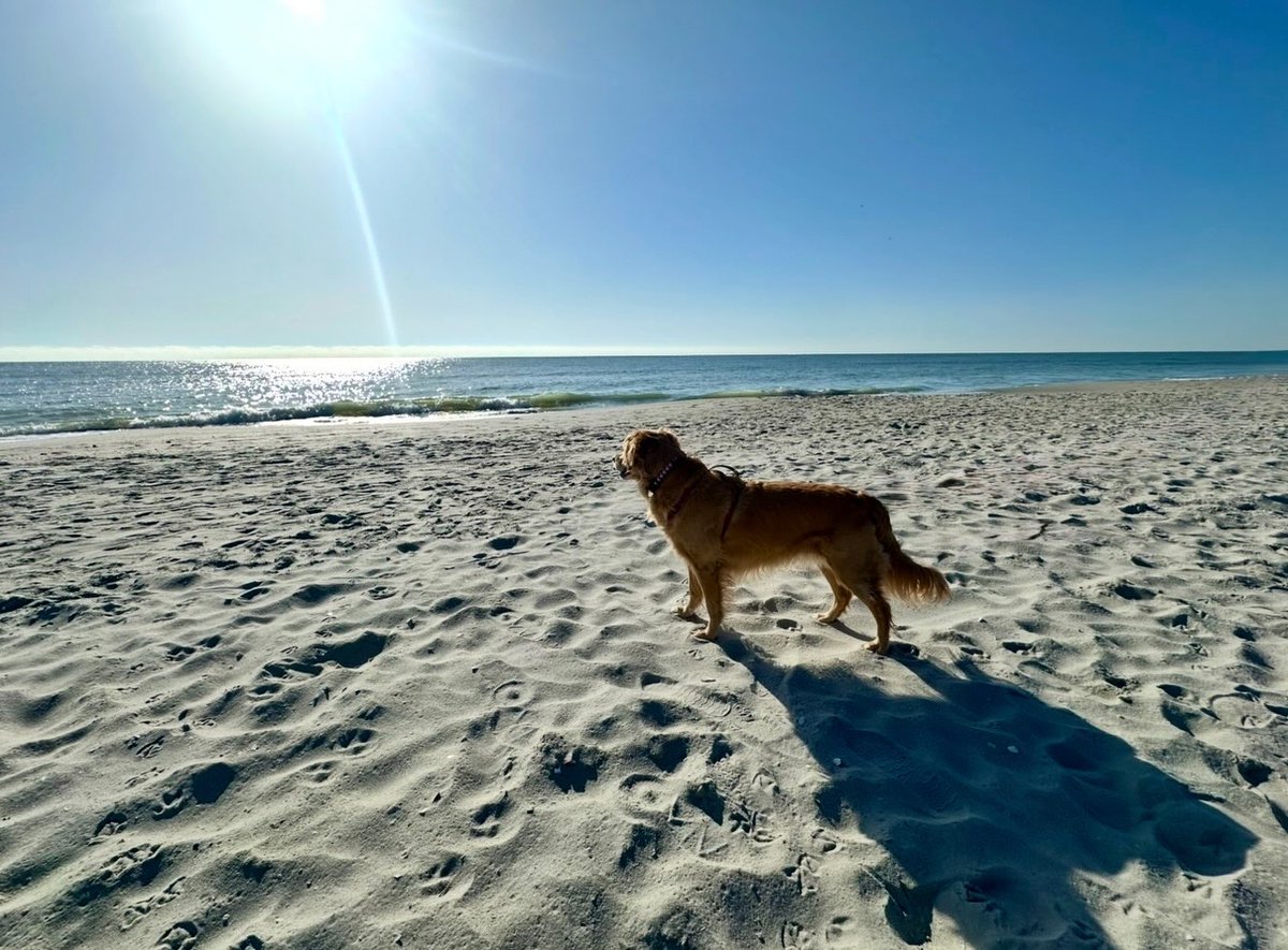 addisonrobgn57's tweet photo. Happy Friday! I love starting the day with my paws in the sand. https://t.co/hW9aGA9tbf